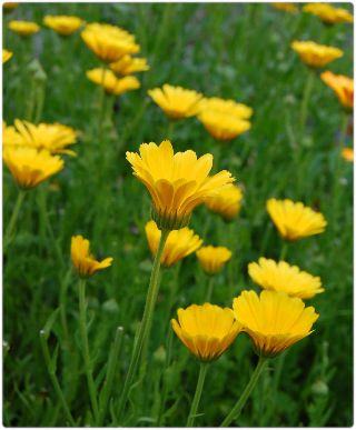 Calendulas in bloom