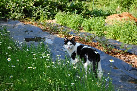 Gracie the garden cat surrounded by chamomile, comfrey, and skullcap