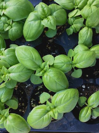 Large leaf basil seedlings