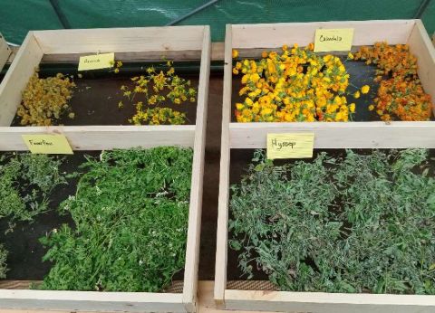 Drying frames for our herbs