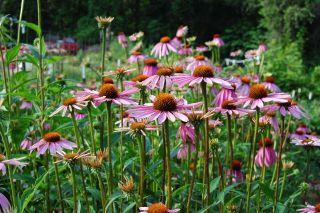 Echinacea