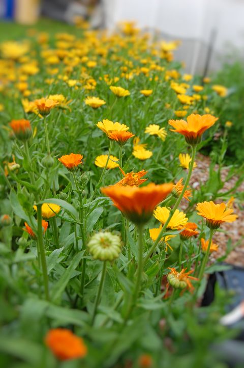 Calendulas in bloom