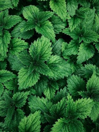 Stinging Nettles