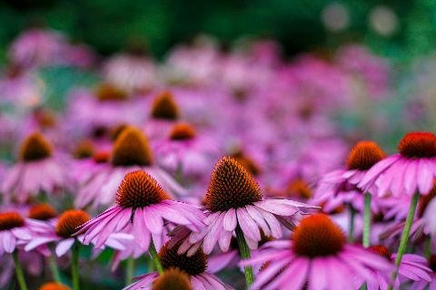 Echinacea