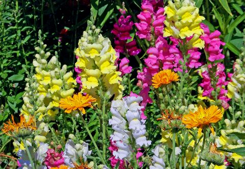 Snapdragons