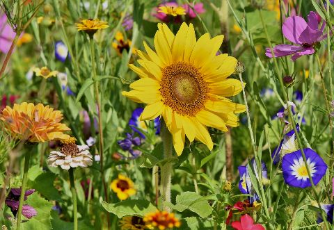 Sunflowers